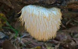 Things You Need To Know About Lion’s Mane Mushroom.