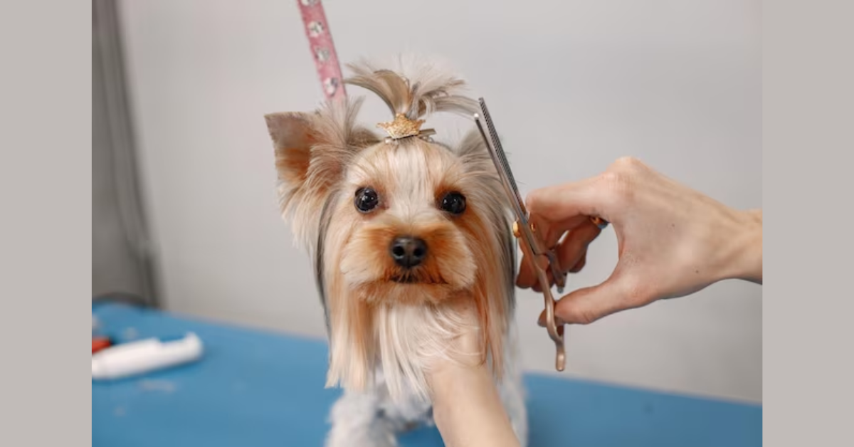 NYC's Finest Dog Grooming Destinations Unveiled